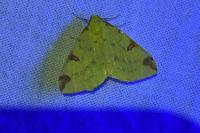 Opisthograptis luteolata