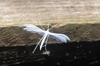 Pterophorus pentadactylus