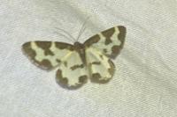 Lomaspilis marginata