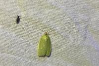Tortrix viridana