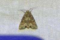 Oligia latruncula/strigilis/versicolor