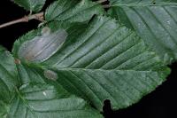 Phyllonorycter esperella