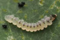 Phyllonorycter esperella
