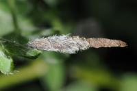 Coleophora calycotomella