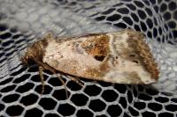 Elaphria venustula