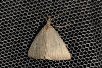 Macrochilo cribrumalis