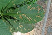 Cameraria ohridella