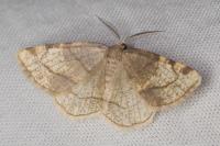 Stegania trimaculata