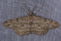 Hypomecis punctinalis