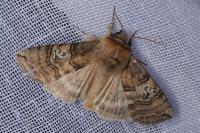 Tethea ocularis