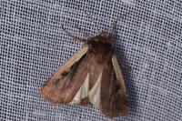 Ochropleura plecta