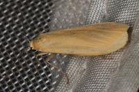 Wittia sororcula