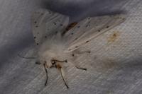 Spilosoma lubricipeda
