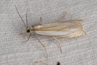 Crambus pascuella