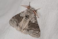 Calliteara pudibunda