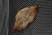 Laspeyria flexula