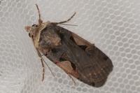 Xestia c-nigrum