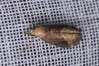 Schrankia costaestrigalis