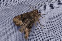 Oligia latruncula/strigilis/versicolor