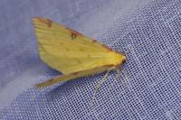 Opisthograptis luteolata