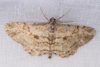 Peribatodes rhomboidaria