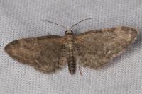 Eupithecia vulgata