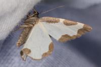 Lomaspilis marginata