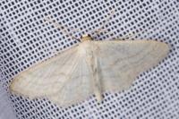 Idaea subsericeata