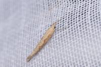 Plutella xylostella