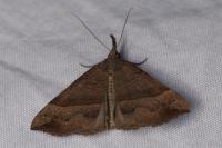 Hypena proboscidalis