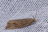 Bactra