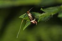 Adela australis