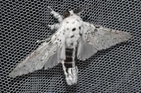 Cerura erminea