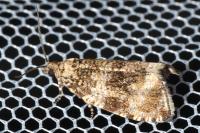 Celypha lacunana