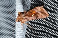 Autographa jota