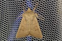 Hoplodrina ambigua