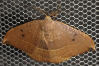 Watsonalla uncinula