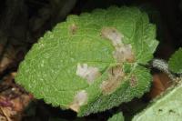 Coleophora ochripennella