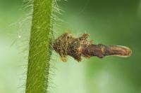 Coleophora ochripennella