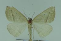 Petrophora chlorosata