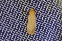 Katha depressa
