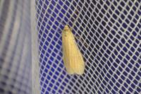 Wittia sororcula