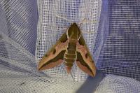 Hyles euphorbiae