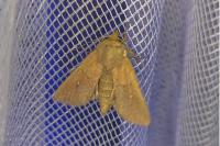 Mythimna albipuncta