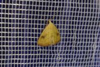 Rivula sericealis