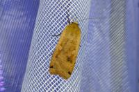 Noctua pronuba