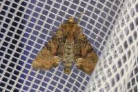 Oligia latruncula/strigilis/versicolor