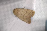 Charanyca trigrammica