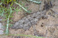 Hypomecis roboraria
