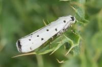 Myelois circumvoluta